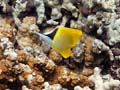 027 Forcepts Butterflyfish